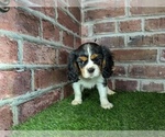 Small #12 Cavalier King Charles Spaniel