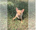 Small #1 Chihuahua