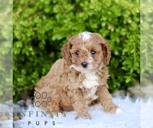 Cavapoo Puppy for sale in BIRD IN HAND, PA, USA
