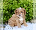 Small Cavapoo