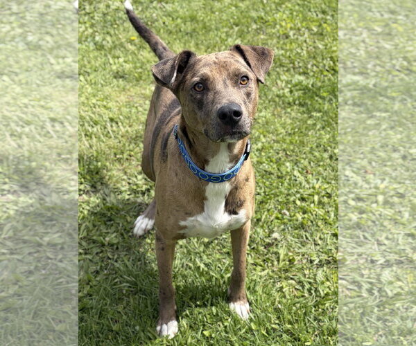 Medium Photo #2 Catahoula Leopard Dog-Unknown Mix Puppy For Sale in Jefferson, WI, USA