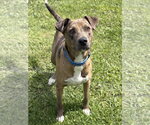 Small #1 Catahoula Leopard Dog Mix