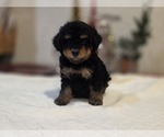 Small #16 Goldendoodle (Miniature)