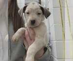 Small Photo #1 American Pit Bull Terrier-Unknown Mix Puppy For Sale in Salisbury, NC, USA