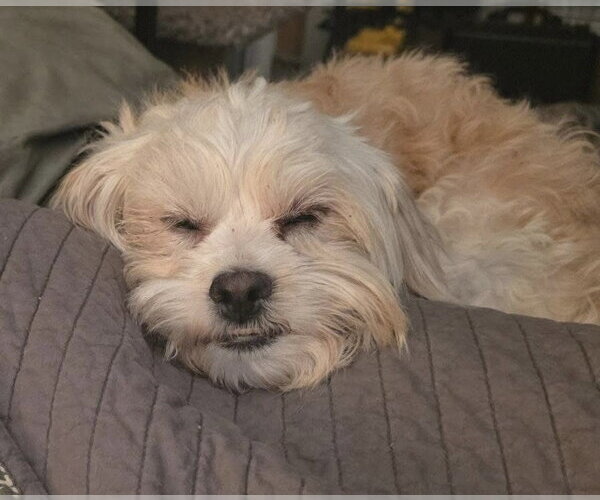 Medium Photo #4 Shih Tzu-Unknown Mix Puppy For Sale in Littleton, CO, USA