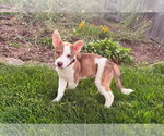 Small #4 Mutt