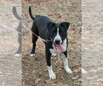 Small #4 Great Dane-Pointer Mix