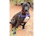 Small Photo #5 American Pit Bull Terrier Puppy For Sale in Kanab, UT, USA