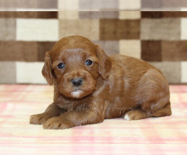 Medium Photo #3 Cavapoo (Miniature) Puppy For Sale in DENVER, PA, USA