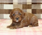 Small #2 Cavapoo (Miniature)