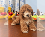 Havapoo puppies - Male Havapoo Puppy for Sale - Photo #39