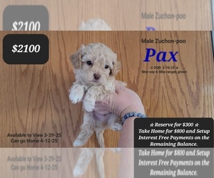 Poodle (Toy)-Zuchon Mix Puppy for sale in TUCSON, AZ, USA