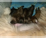 Small #1 Shih Tzu