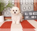 Small Photo #2 Mal-Shi-Shih Tzu Mix Puppy For Sale in NAPLES, FL, USA
