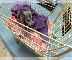 Chihuahua Dogs for adoption in Tulsa, OK, USA