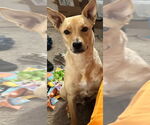 Small #4 Boxer Mix