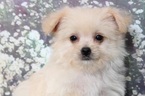 Small Photo #4 Morkie Puppy For Sale in BEL AIR, MD, USA