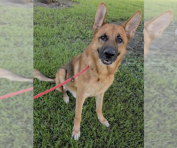 Medium Photo #1 German Shepherd Dog Puppy For Sale in Fort Lauderdale, FL, USA
