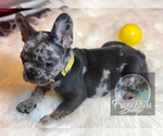 Small Photo #24 French Bulldog Puppy For Sale in BUCKS BAR, CA, USA