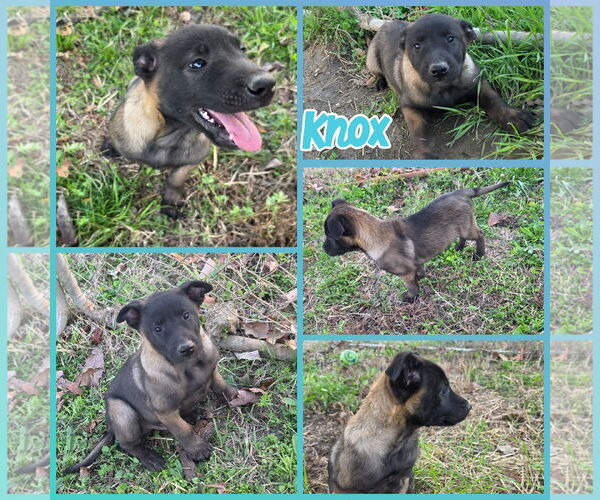 Medium Photo #1 Mutt Puppy For Sale in Blacksburg, SC, USA