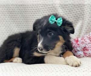 Australian Shepherd Puppy for sale in LAKELAND, FL, USA