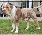 Small Photo #1 American Bully Puppy For Sale in CLEVELAND, GA, USA