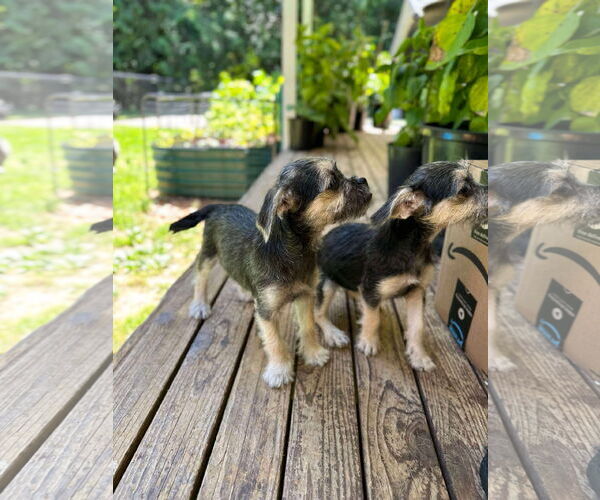 Medium Photo #9 Chihuahua-Unknown Mix Puppy For Sale in Arlington, WA, USA