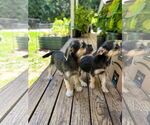 Small #8 Chihuahua Mix