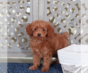 Poodle (Miniature) Puppy for sale in MOUNT VERNON, OH, USA