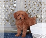 Small Poodle (Miniature)