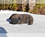 Small #2 Pug