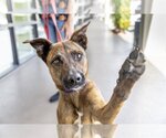 Small #5 German Shepherd Dog Mix