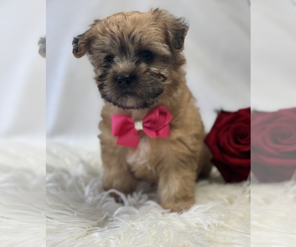 Medium Photo #4 Morkie Puppy For Sale in ROCK STREAM, NY, USA