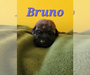 Mastiff Puppy for Sale in BROOK COVE, North Carolina USA