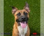 Heidi - Female Black Mouth Cur-Unknown Mix Dog for Adoption - Small photo