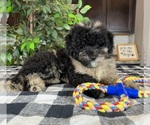 Small Photo #4 Miniature Bernedoodle Puppy For Sale in GREENWOOD, IN, USA