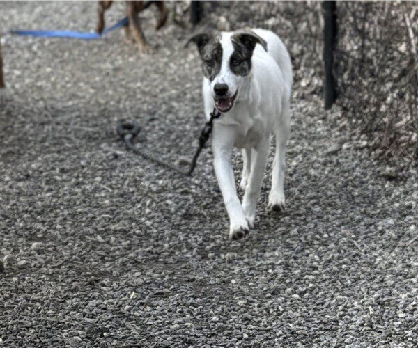 Medium Photo #5 Saint Bernard-Unknown Mix Puppy For Sale in Elmsford, NY, USA