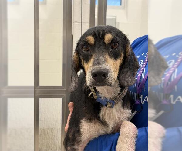Medium Photo #1 Beagle-Unknown Mix Puppy For Sale in Canfield, OH, USA