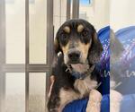 BASIL - Male Beagle-Unknown Mix Dog for Adoption - Small photo