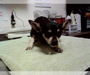 Chihuahua-Unknown Mix Dogs for adoption in Martinez, CA, USA