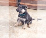 Puppy Blue Boy collar German Shepherd Dog