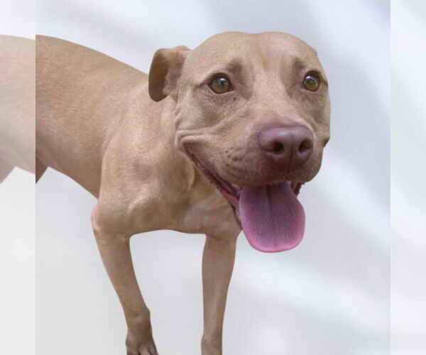 Medium Photo #2 Mutt Puppy For Sale in Rockville, MD, USA