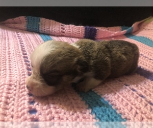 Pembroke Welsh Corgi Puppy for sale in RAMONA, OK, USA