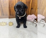 Small #6 Labrador Retriever