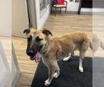 Small German Shepherd Dog Mix