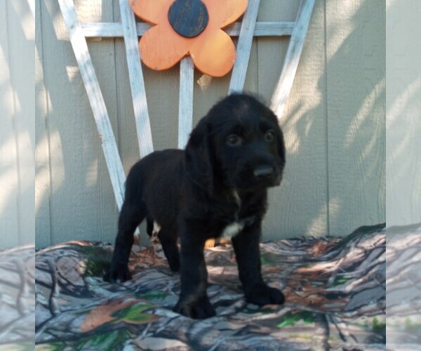 Medium Photo #1 Labradoodle Puppy For Sale in CANAJOHARIE, NY, USA