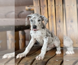 Great Dane Puppy for sale in PINNACLE, NC, USA