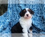 Small Photo #3 Aussiedoodle Puppy For Sale in SHILOH, OH, USA