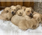 Image preview for Ad Listing. Nickname: Expecting AKC