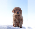 Small Photo #1 Golden Retriever Puppy For Sale in CANTON, SD, USA